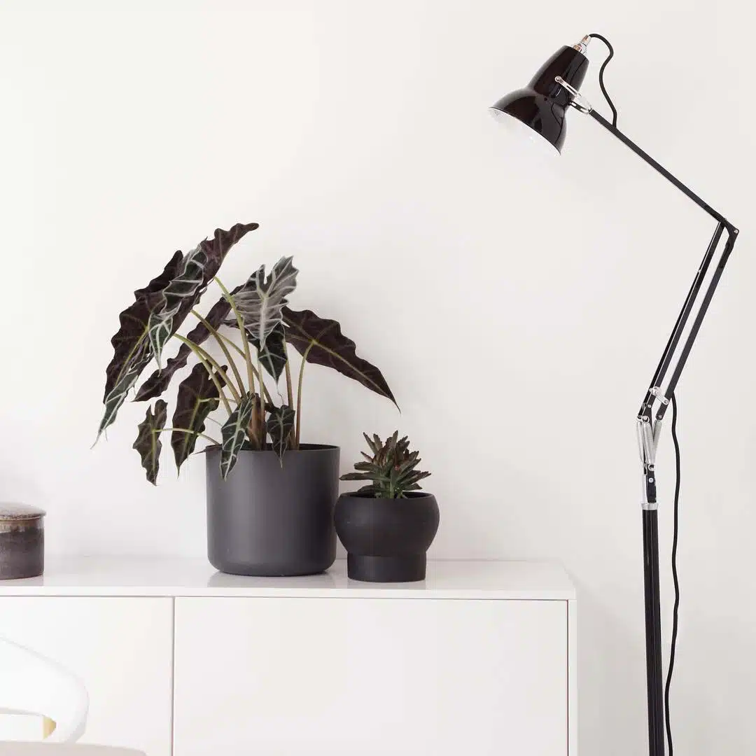 Anglepoise Light - Original 1227 Floor Lamp Jet Black - Jet Black Finish - Aluminium Shade