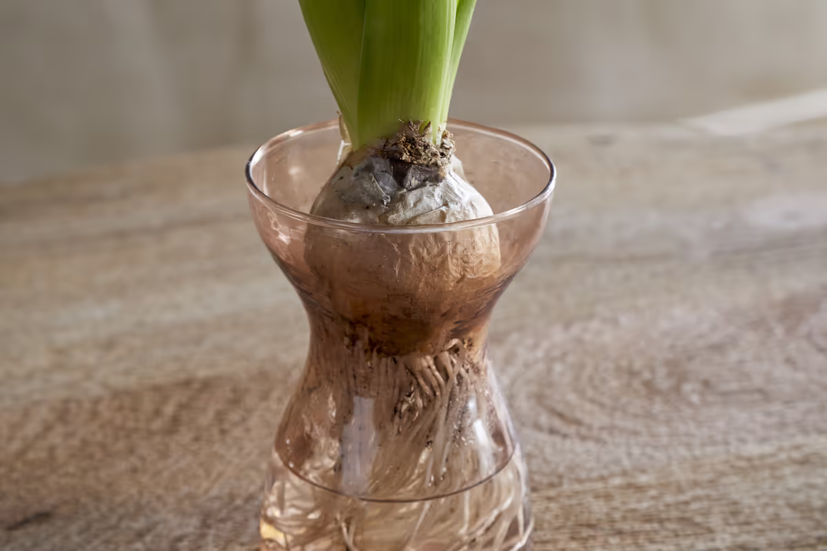 Nkuku - Enir Hyacinth Vase - Dusty Terracotta