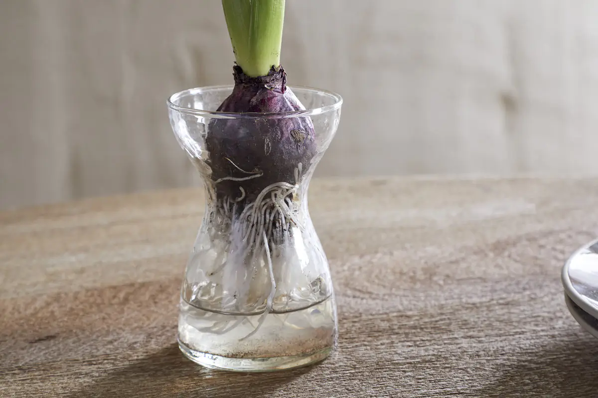 Nkuku - Enir Hyacinth Vase - Clear