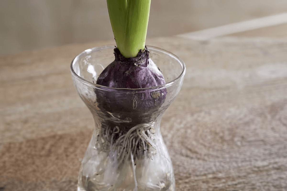 Nkuku - Enir Hyacinth Vase - Clear