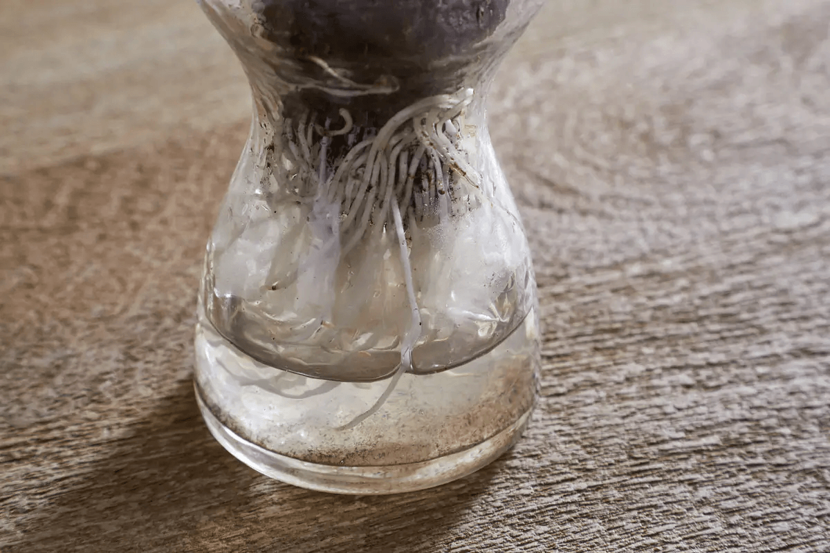 Nkuku - Enir Hyacinth Vase - Clear