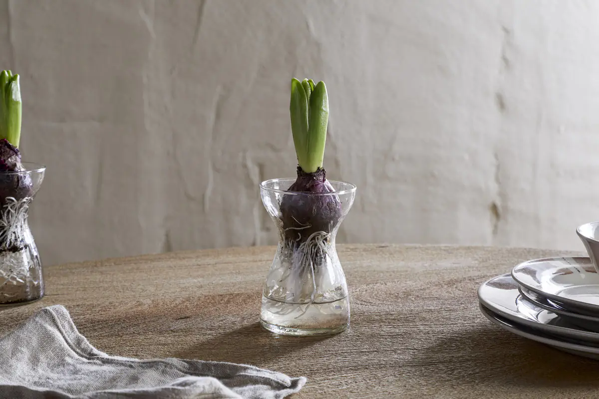 Nkuku - Enir Hyacinth Vase - Clear