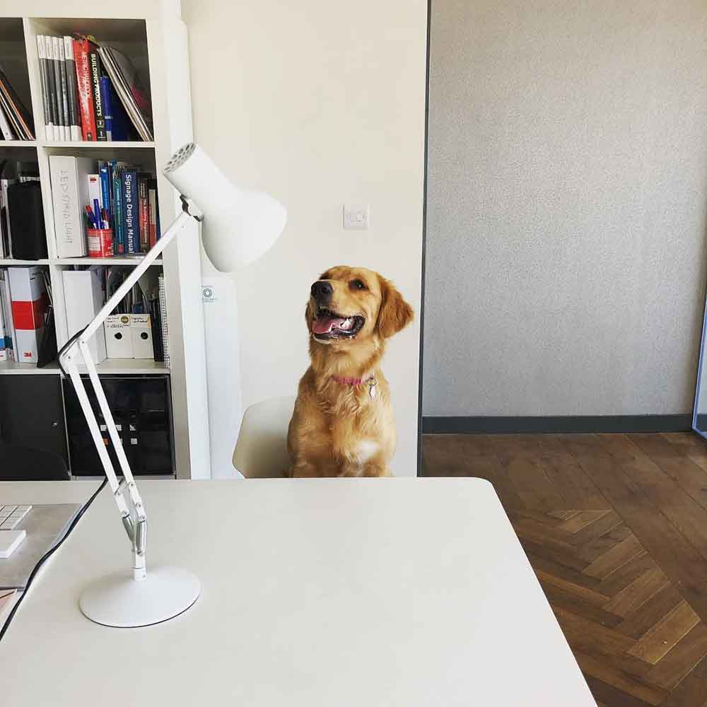 Anglepoise Light - Type 75 Mini Desk Lamp Alpine White - Alpine White Finish - Arms and Aluminium Shade