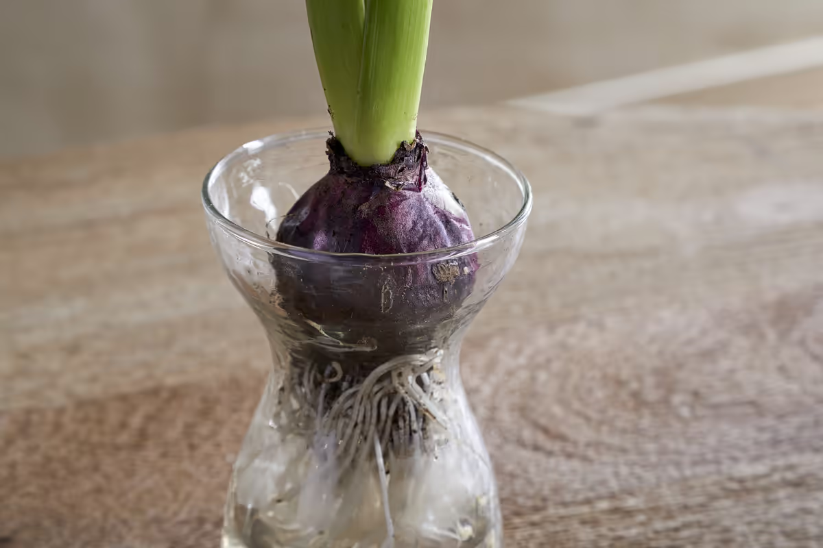 Nkuku - Enir Hyacinth Vase - Clear