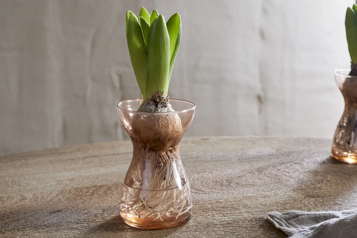 Nkuku - Enir Hyacinth Vase - Dusty Terracotta