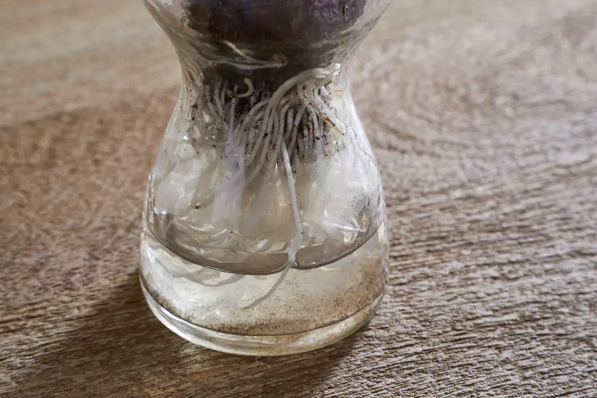 Nkuku - Enir Hyacinth Vase - Clear
