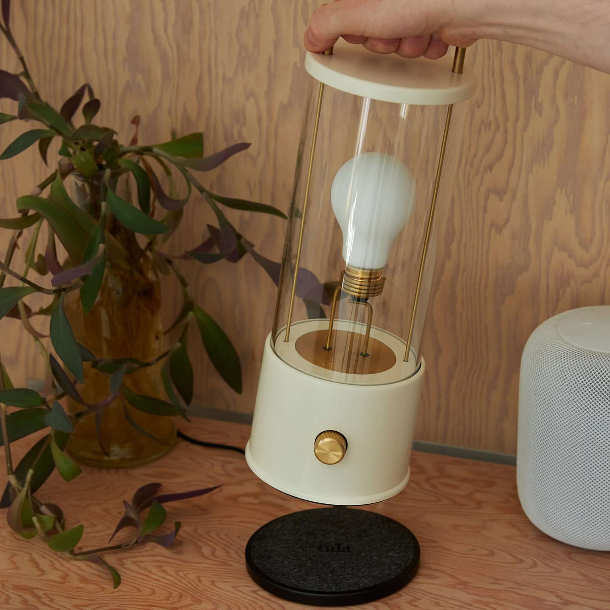 Tala The Muse 1.0 Portable Lamp in Candlenut White Bundle